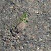 Family of Margaret Slowgrove drilled hole in road to allow cricket stump for practice in Underwood St, Botany approx 1950